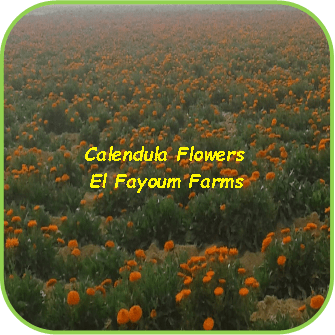 Calendula Flowers - El Fayoum Farms