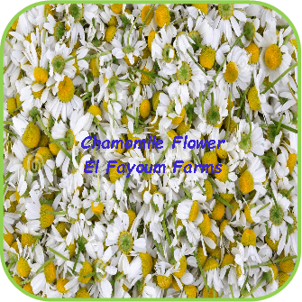 Chamomile Flowers - El Fayoum Farms