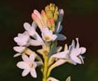 Tuberose (Polyanthes tuberosa)