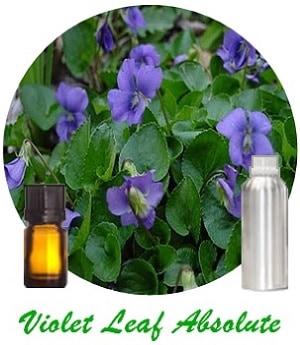 Violet Leaf Absolute Pure Essential Oil 