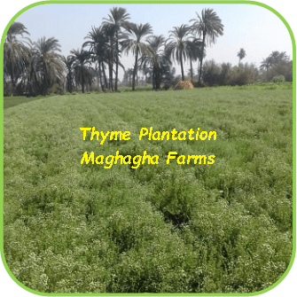 Thyme Plantation - Maghagha Farms