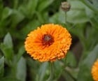 Calendula, Pot Marigold(Calendula officinalis)